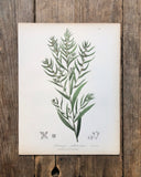 Vintage Botanical Print - ‘Ludwigia Sphaerocarpa’