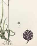 Vintage Botanical Print - ‘Common Quaking Grass’
