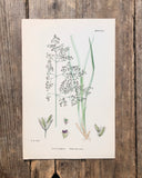 Vintage Botanical Print - ‘Tufted Hair Grass’
