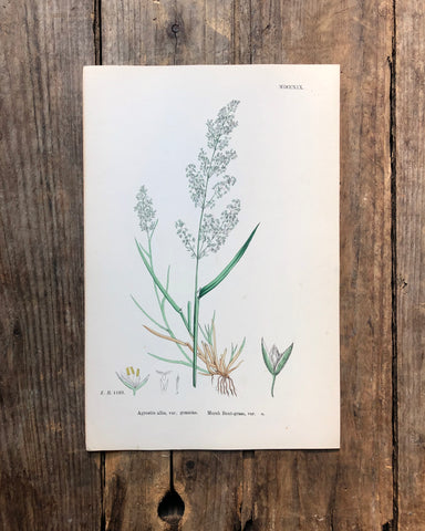 Vintage Botanical Print - ‘Marsh Bent Grass’