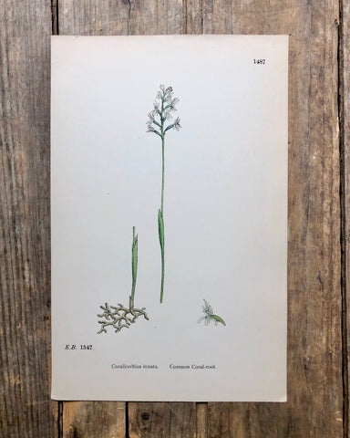 Vintage Botanical Print - ‘Coral Root’