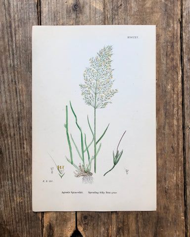 Vintage Botanical Print - ‘Silky Bent Grass’