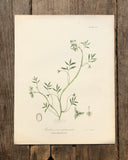 Vintage Botanical Print - ‘Floerkea Proserpinacordes’