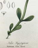Vintage Botanical Print - ‘Fedia Fagopyrum’
